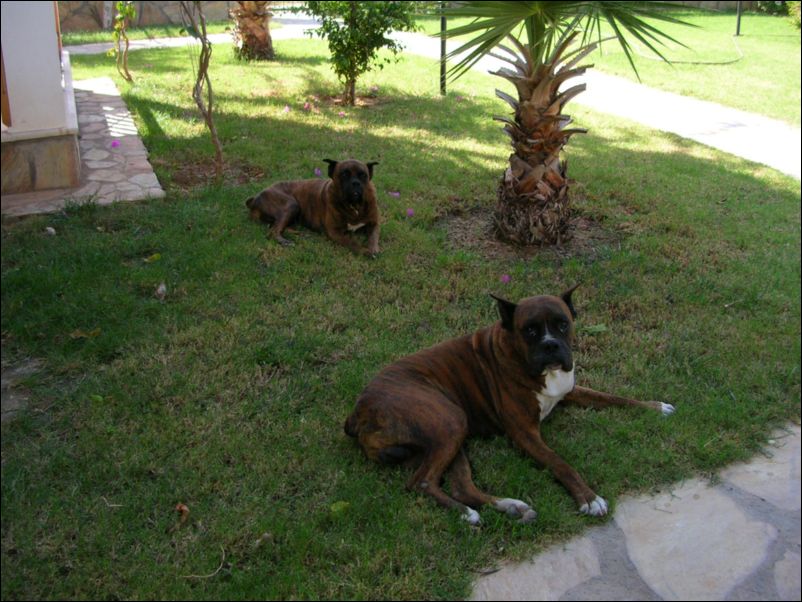 mike & rambo
