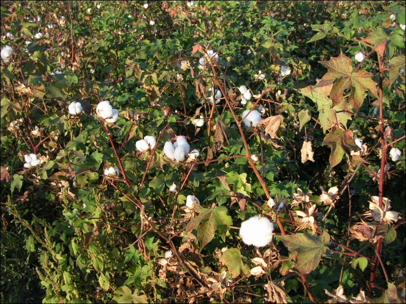 cotton