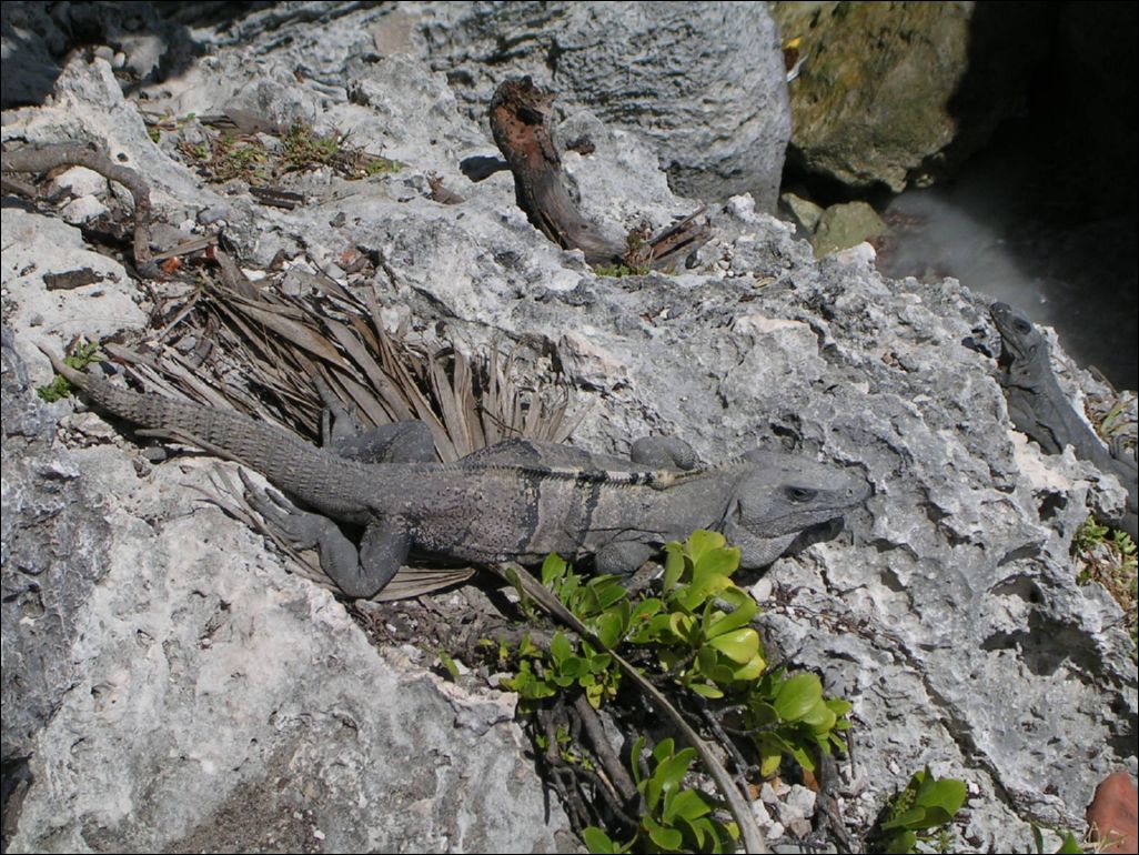 iguana