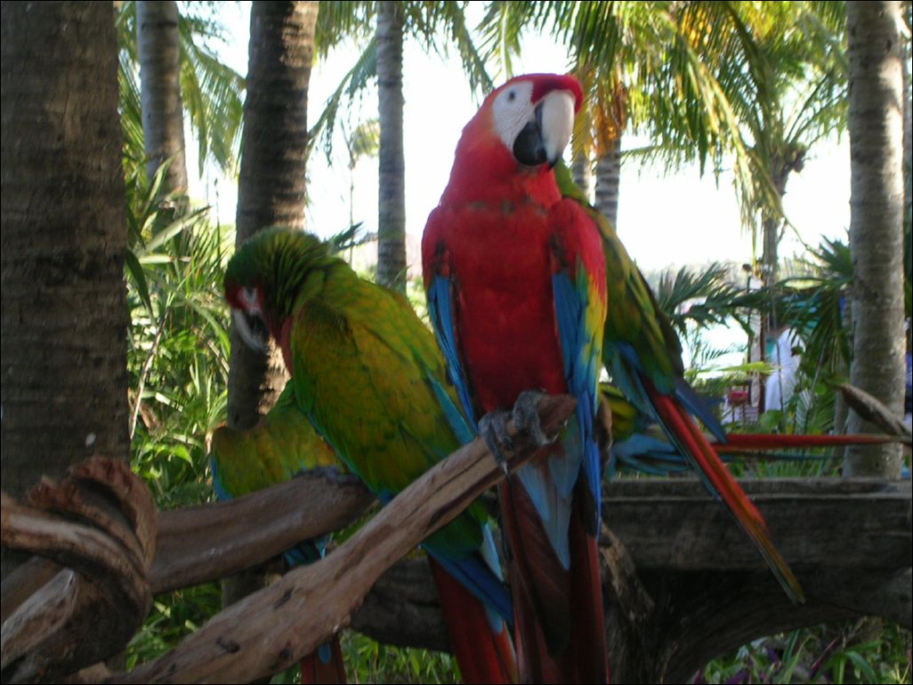 pretty polly