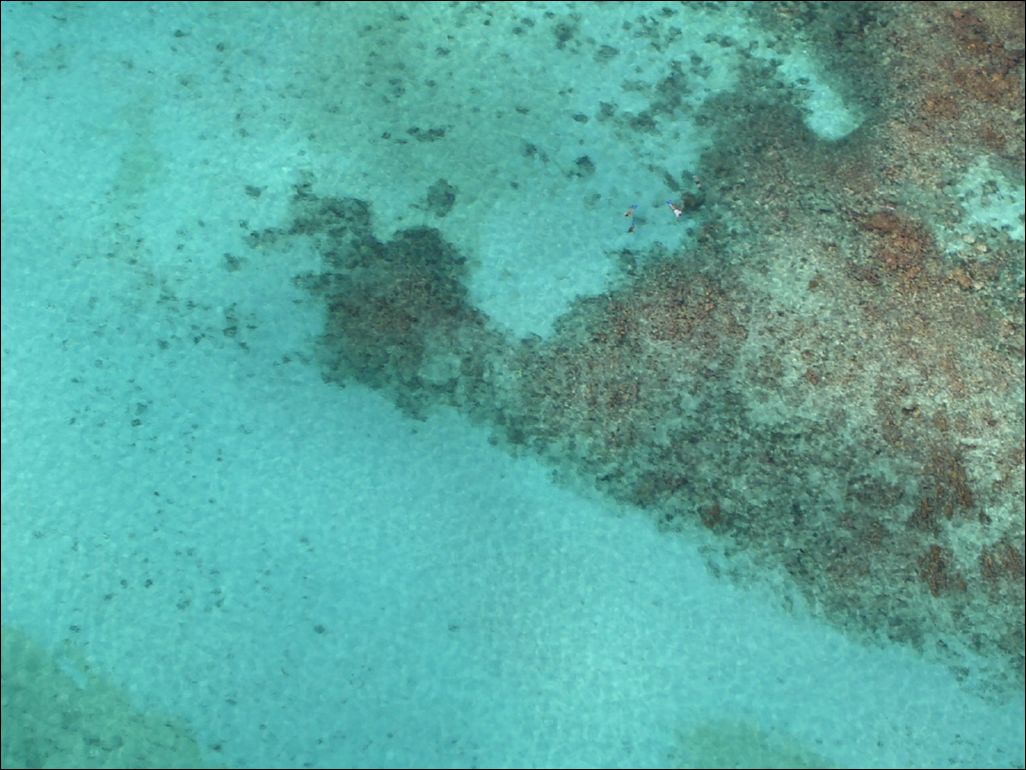 coral