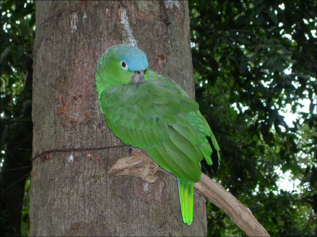 green parrot