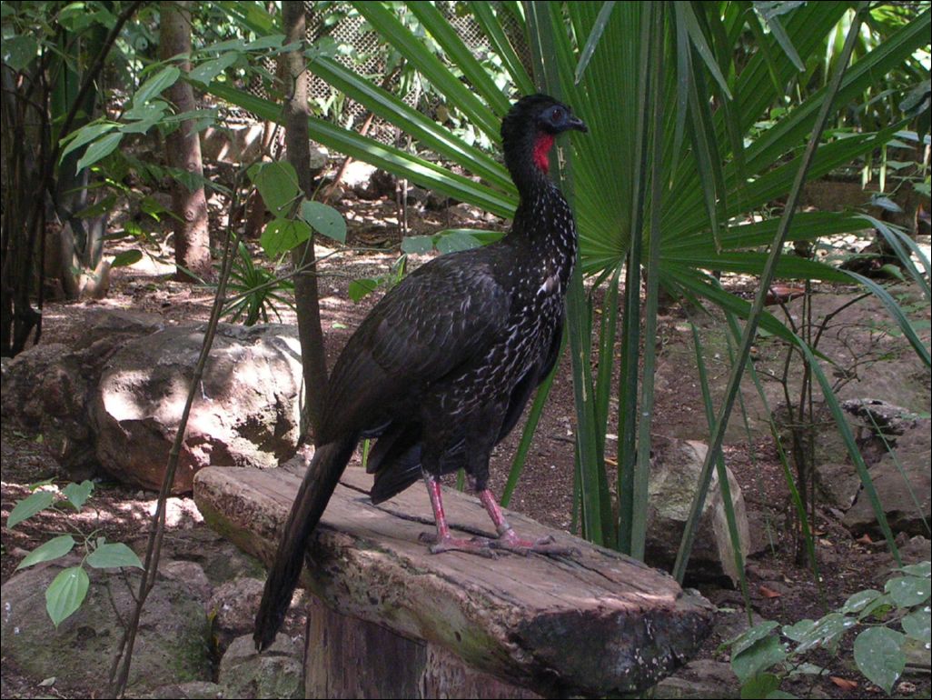 pava turkey