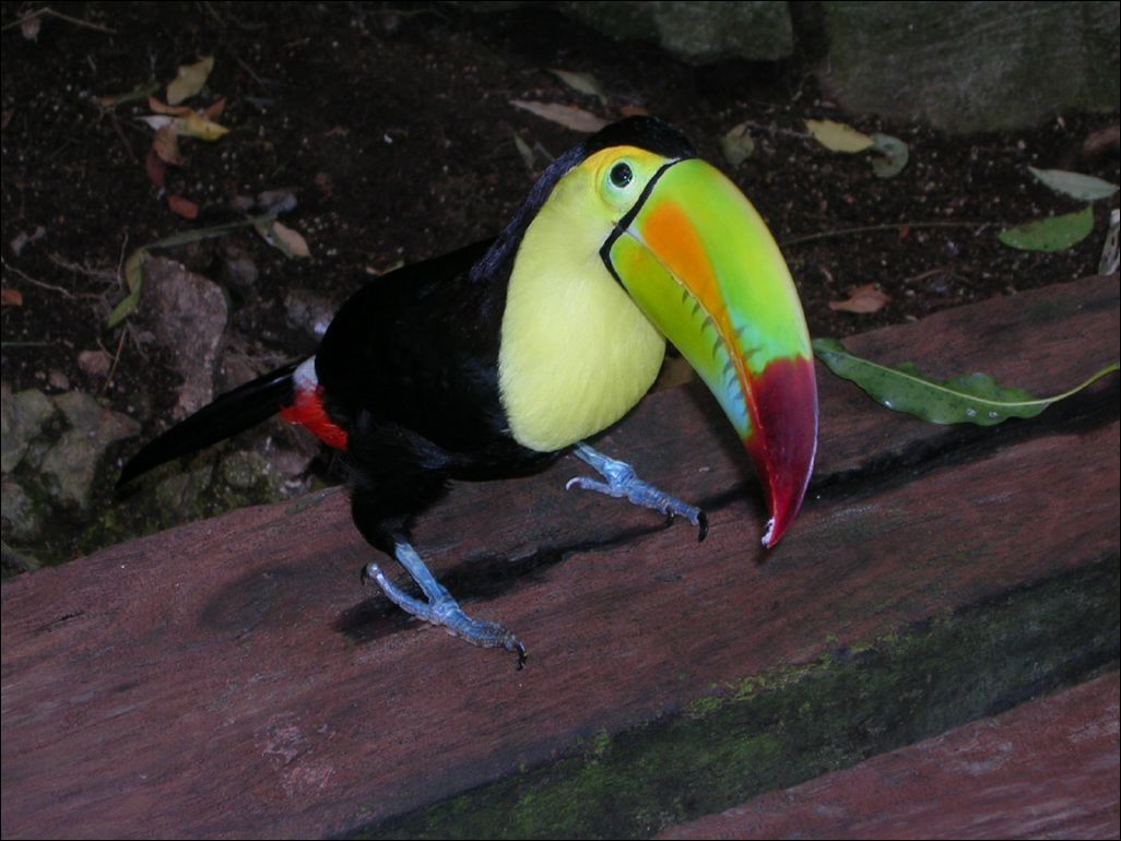 toucan
