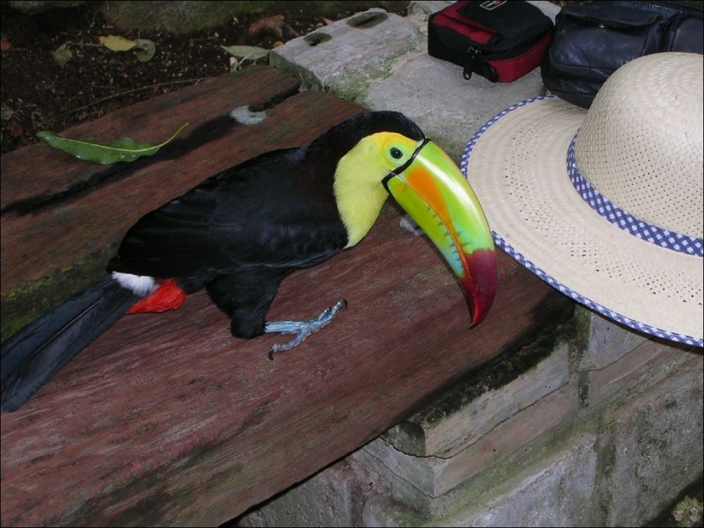 toucan