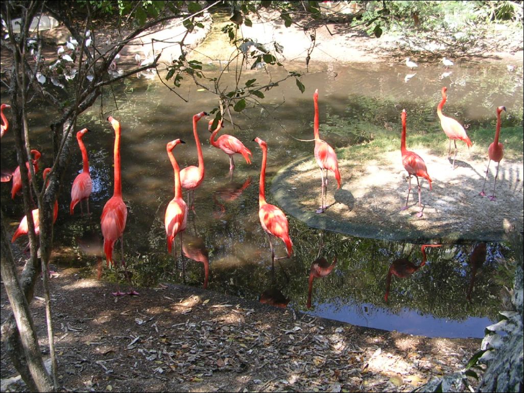 flamingos