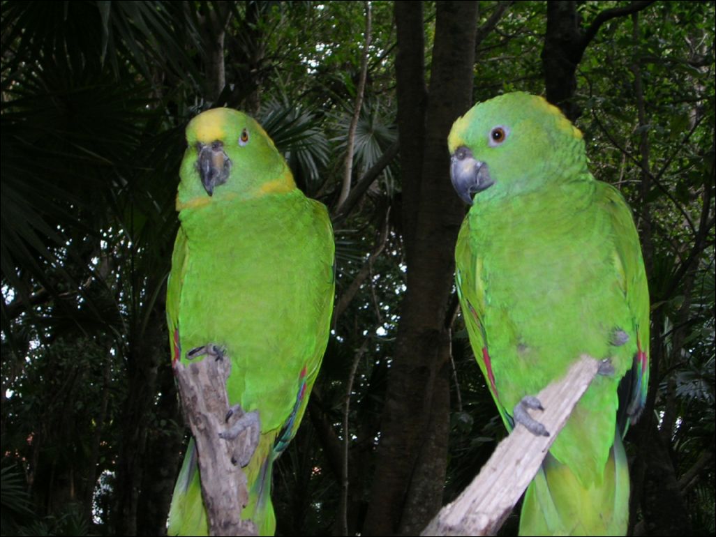nice pair