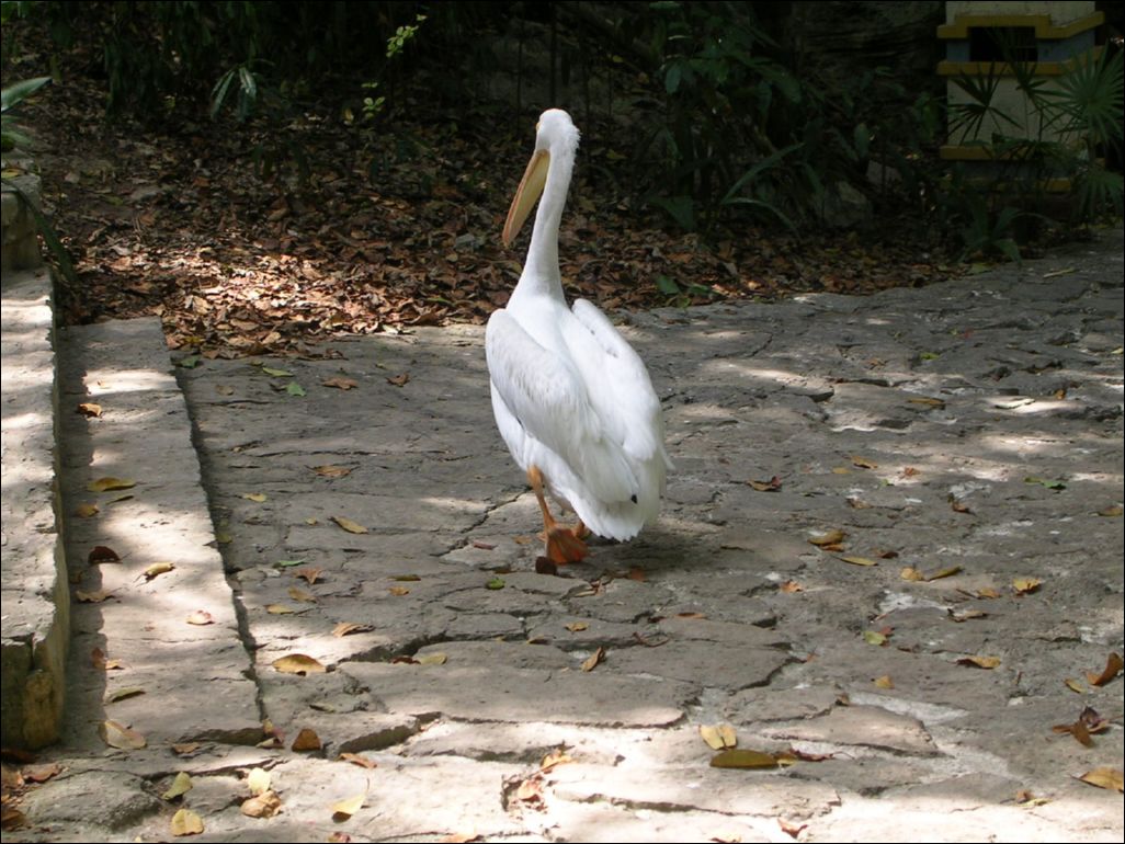 pelican