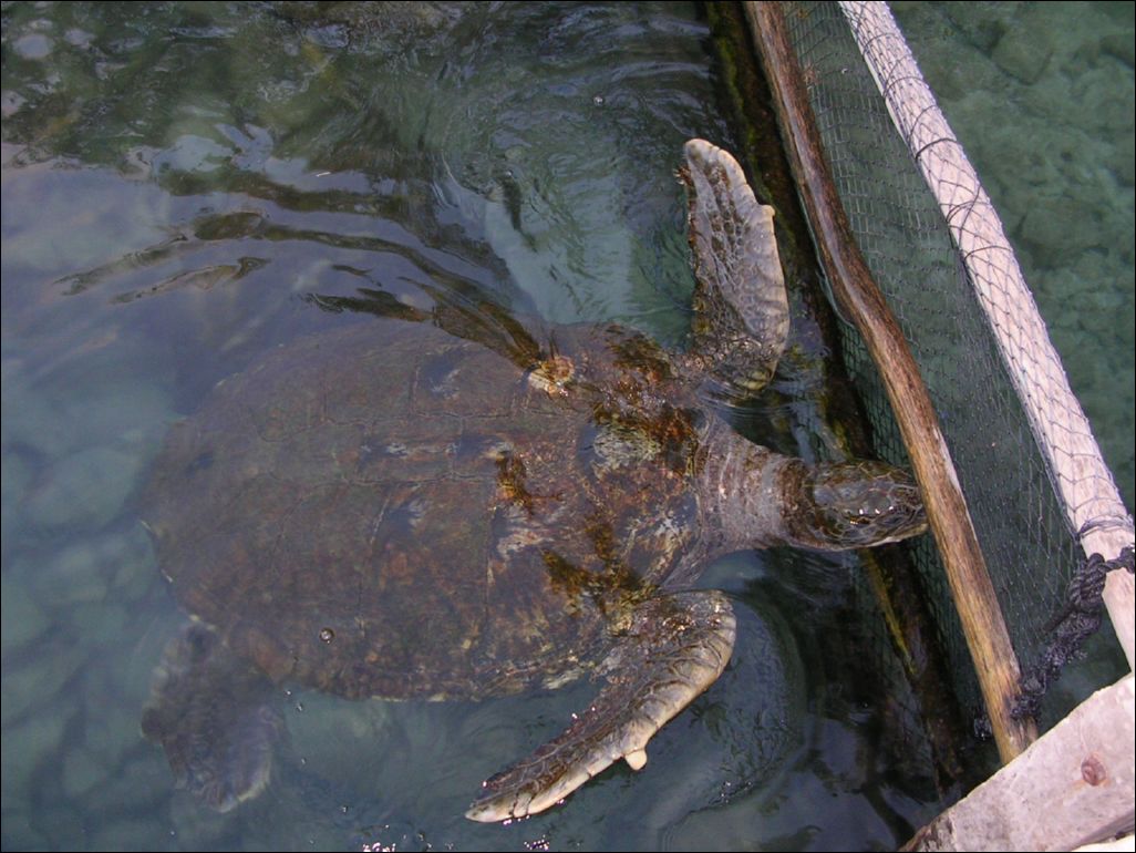 sea turtle