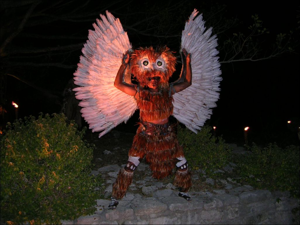 owl